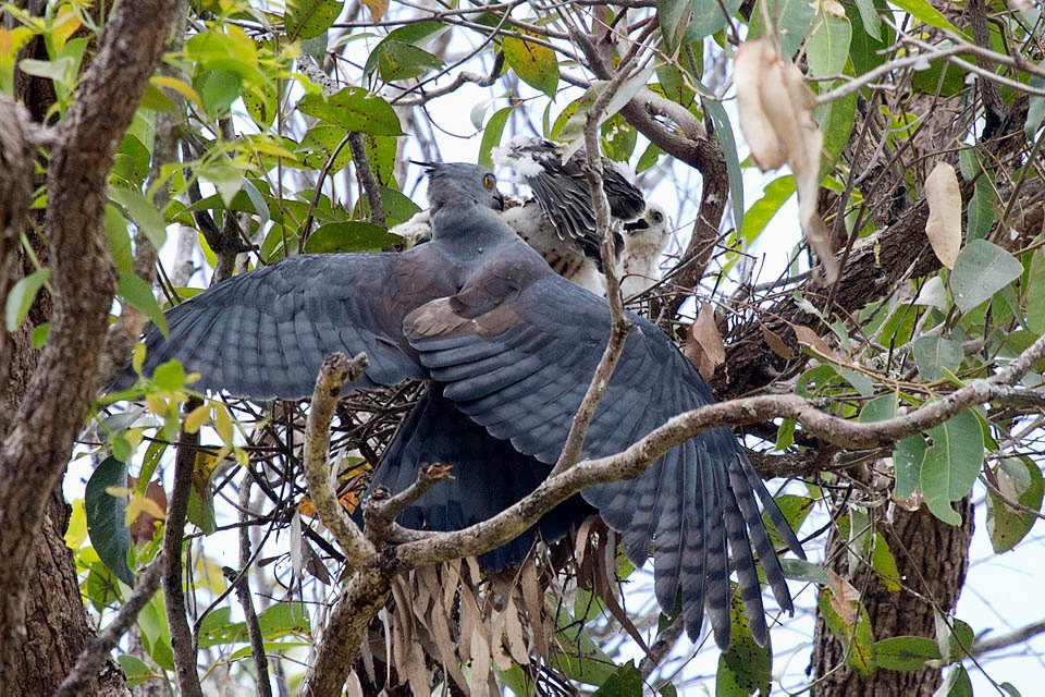 Pacific Baza (Aviceda subcristata)